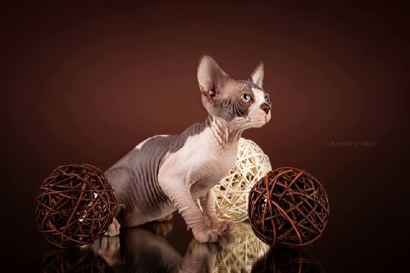 Sphynx - Havane empress fike