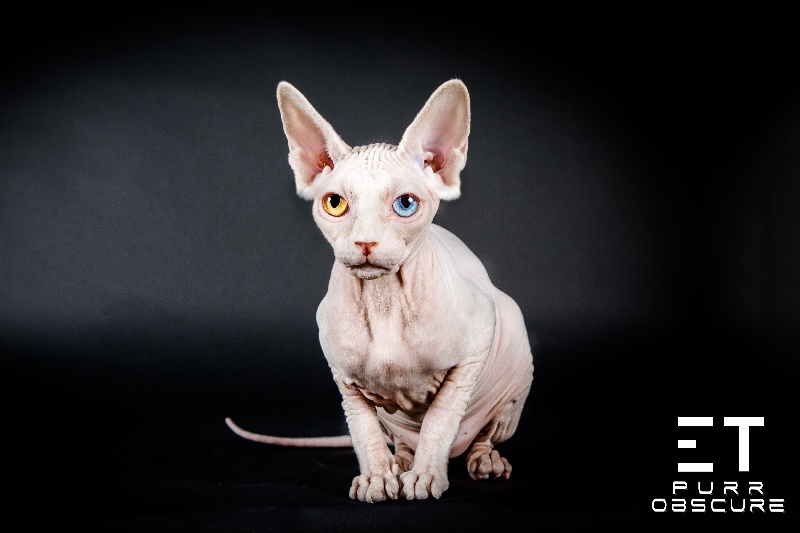 Sphynx - BAHARAT  E. T.   Purr Obscure