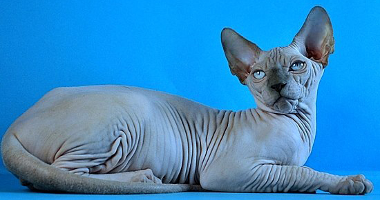 Sphynx - joser Brand