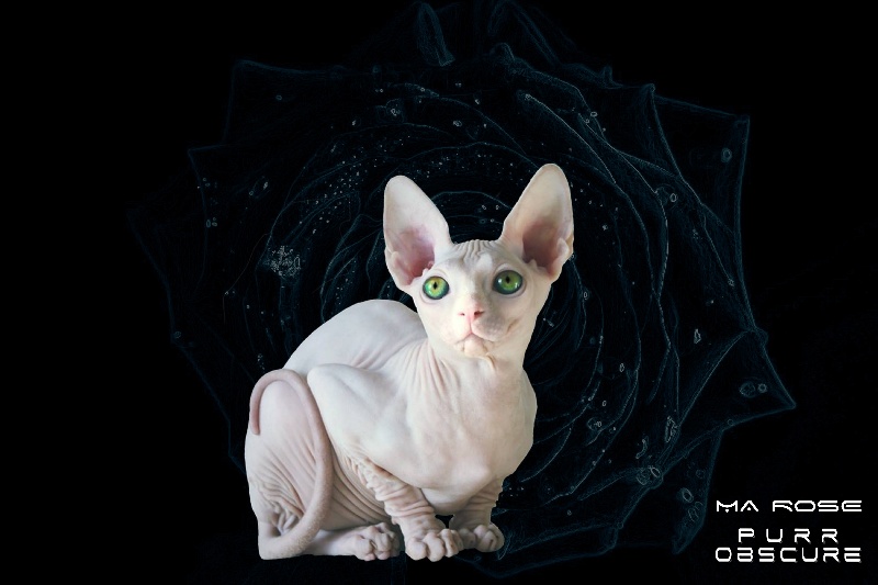 Les Sphynx de l'affixe Purr Obscure