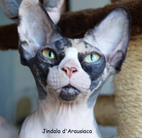 Sphynx - CH. Jindala D'Arausiaca