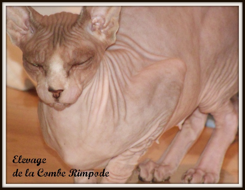 Sphynx - Hermione du temple d'Hamarkhis