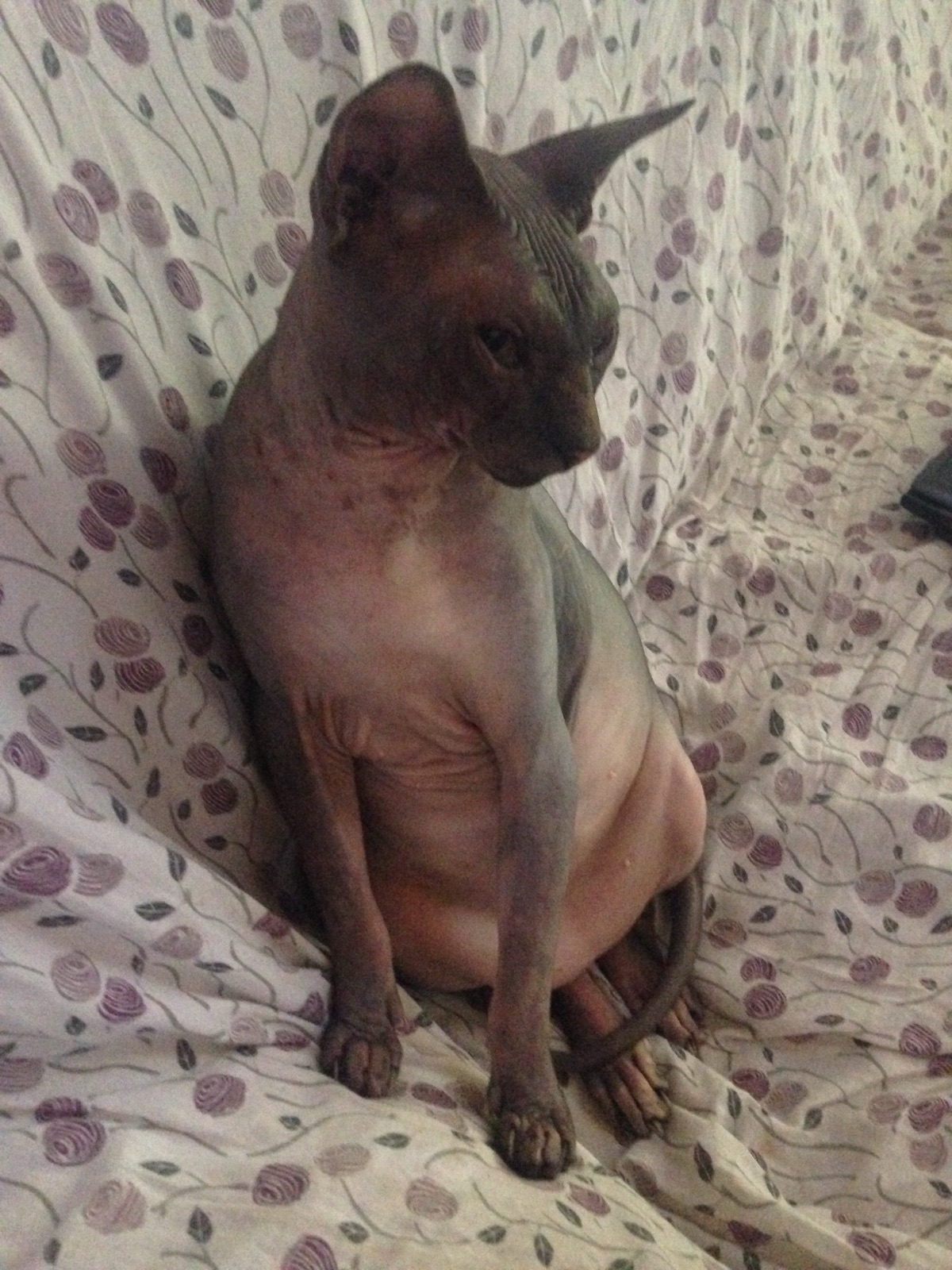 Sphynx - Zen Attitude Fizzy boy