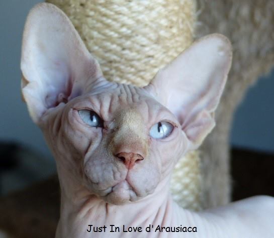 Sphynx - CH. Just in love D'Arausiaca