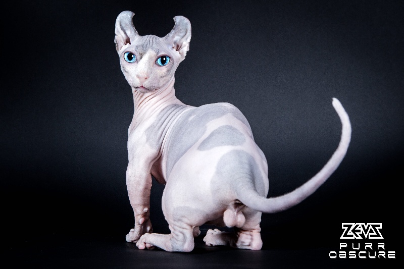 Sphynx - MURMULET -  Z E U S  -  Purr Obscure