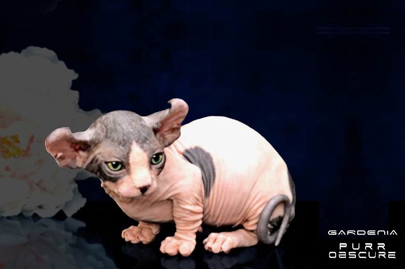 Sphynx - MURMULET  G A R D E N I A   Purr Obscure