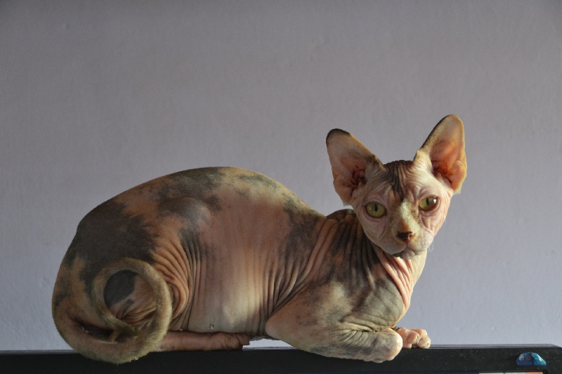 Sphynx - Young forever best show*ru