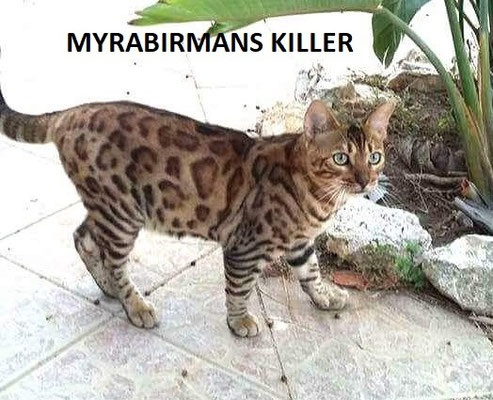 Bengal - myrabirmans Killer