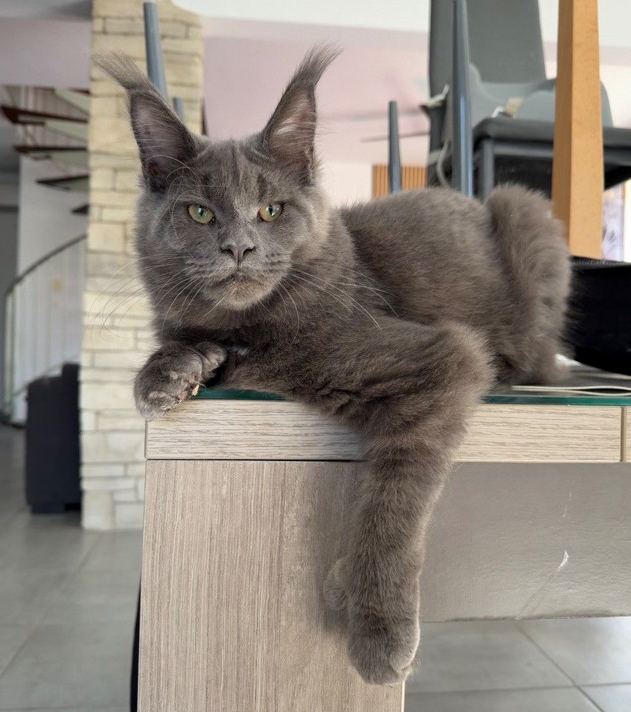 Les Maine Coon de l'affixe Des Perles Géantes