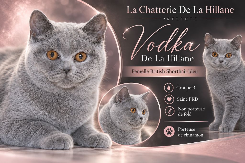 British Shorthair et Longhair - Vodka De La Hillane