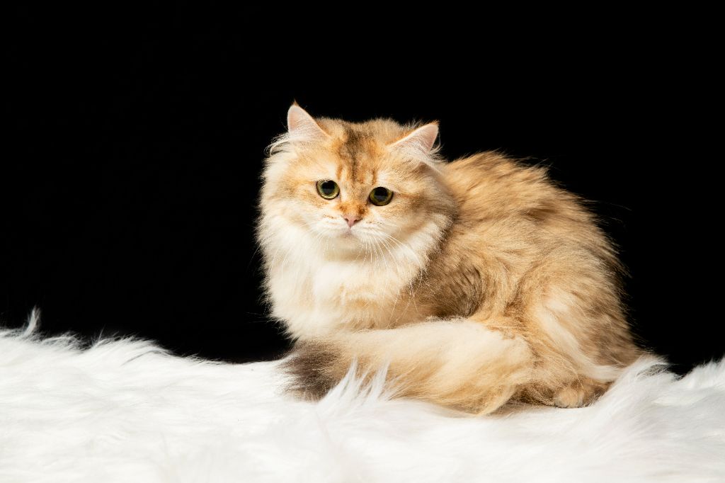 British Shorthair et Longhair - Rosie Des Blancs Cotons