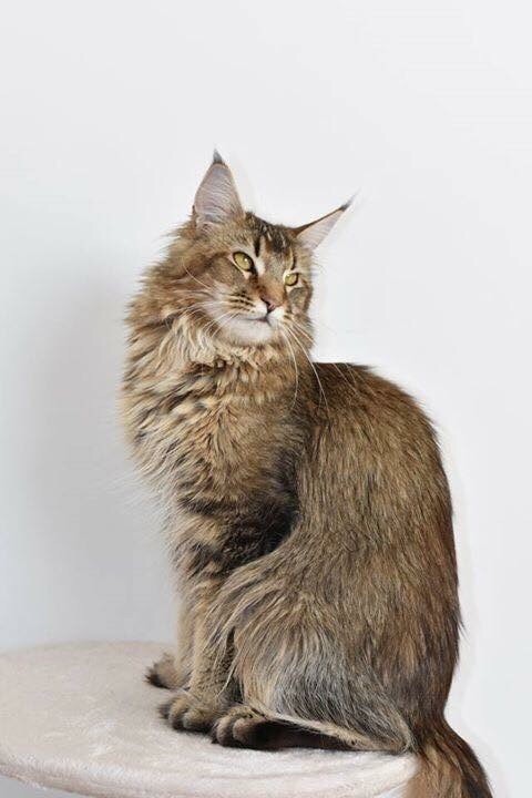 Maine Coon - tassel magic From