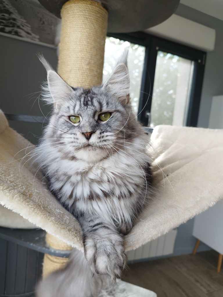 Maine Coon - FELINDRA mary'liss country