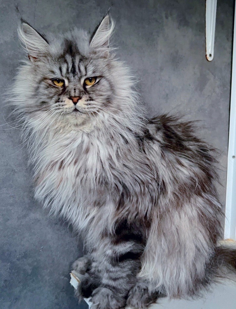 Maine Coon - Just A Dream's Tam
