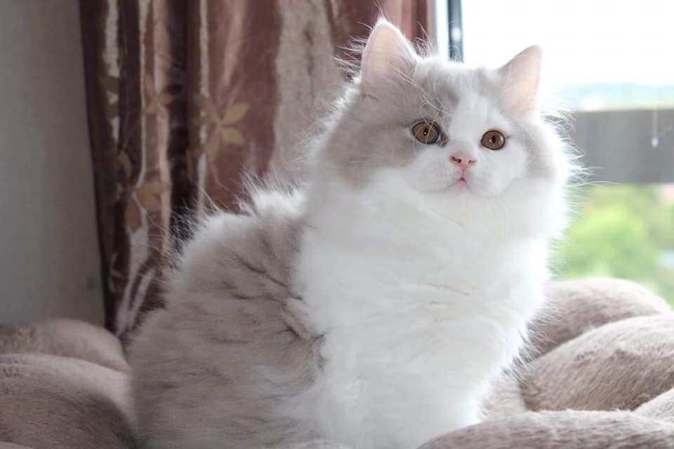 British Shorthair et Longhair - Princesse royale Du Bonheur Infini