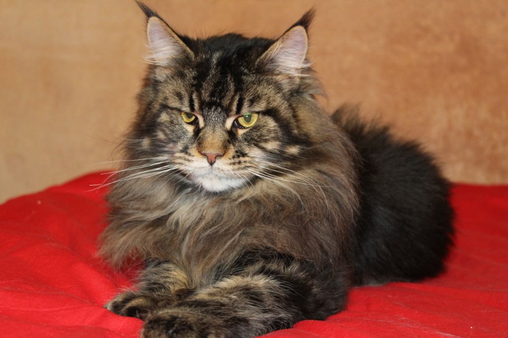 Maine Coon - Rio du domaine mcheval