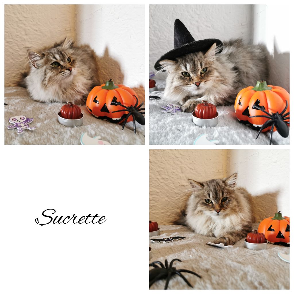 Sucrette Of Pretty Little Cat