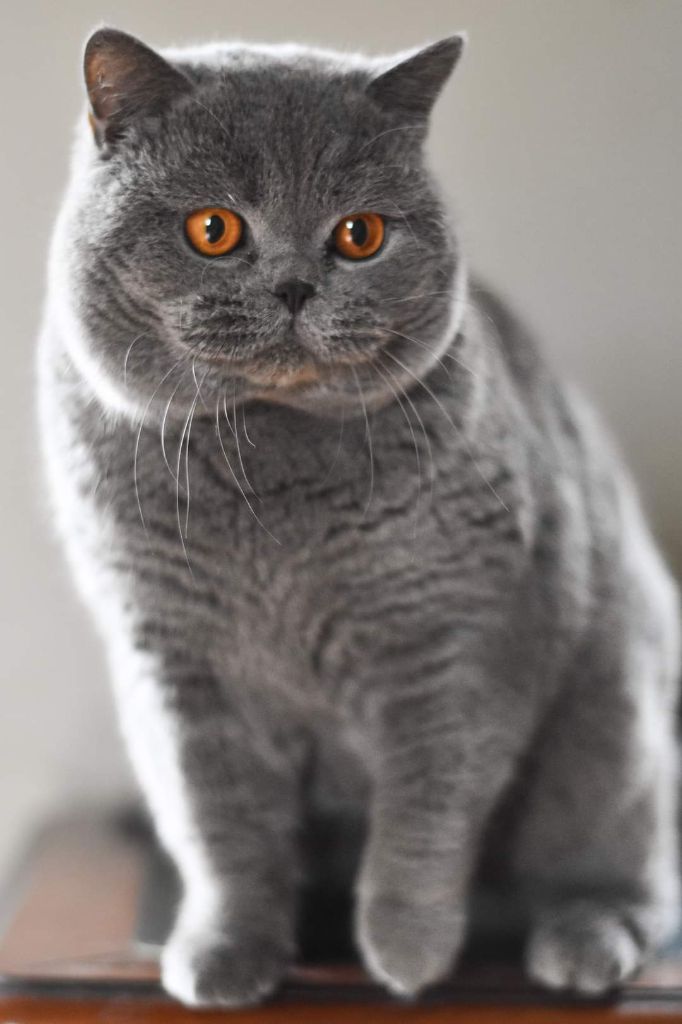 British Shorthair et Longhair - Hermes britgrace