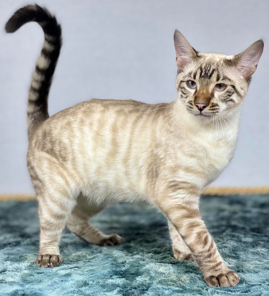 Toyger - Platinium des toygers bellille