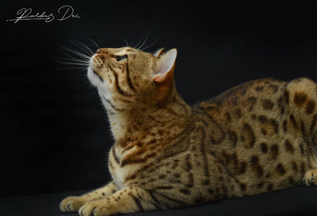 wildstarbengal Barney stinson