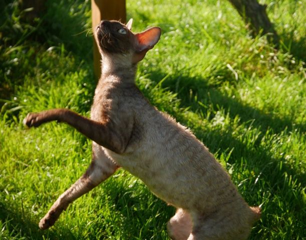 Cornish Rex - CH. Nature exquise of cookie s story