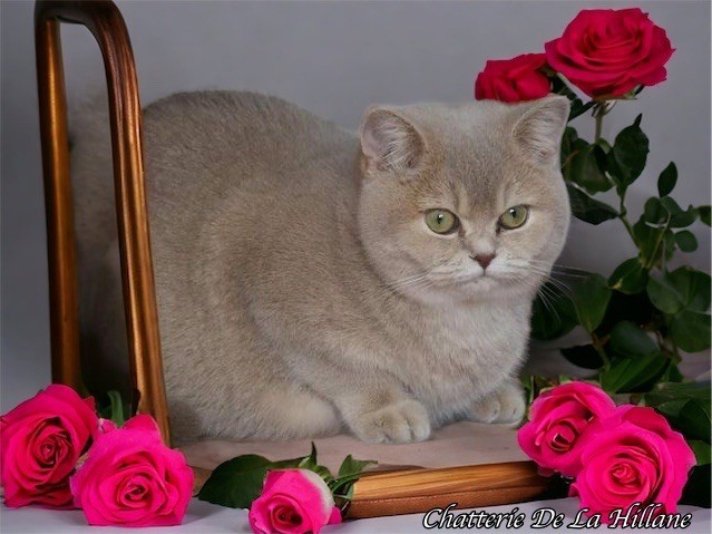 British Shorthair et Longhair - CH. Thea De La Hillane