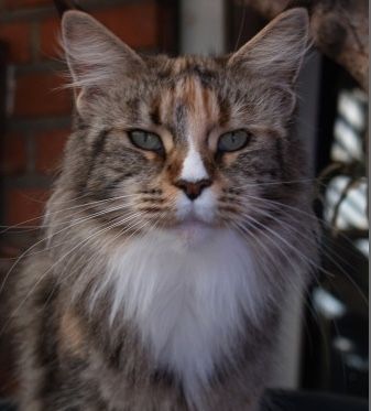 Maine Coon - CH. olmocabe's GalilÃ¦a