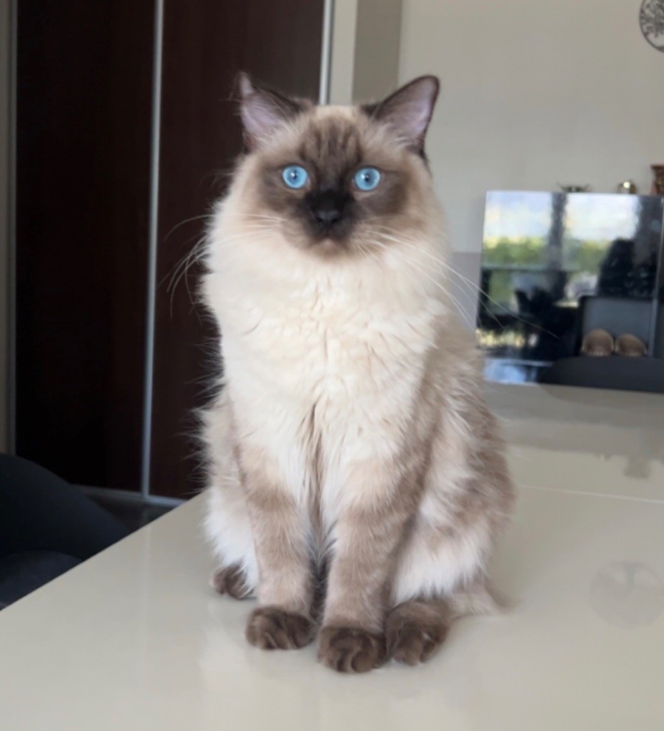 Bao de l'île de narcisse