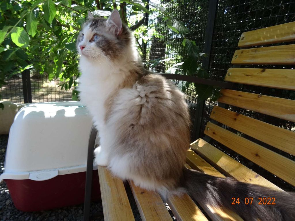 Ragdoll - Mindy Des Grives Au Loup