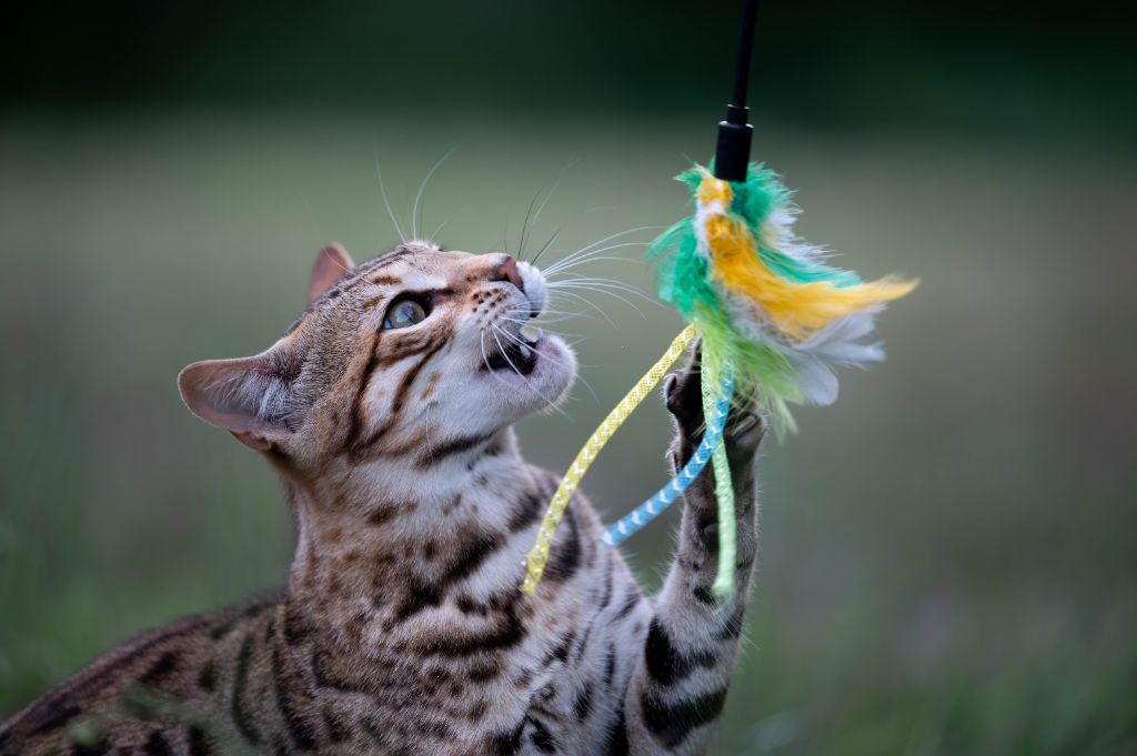 Bengal - Angeni des Griffes De Feu