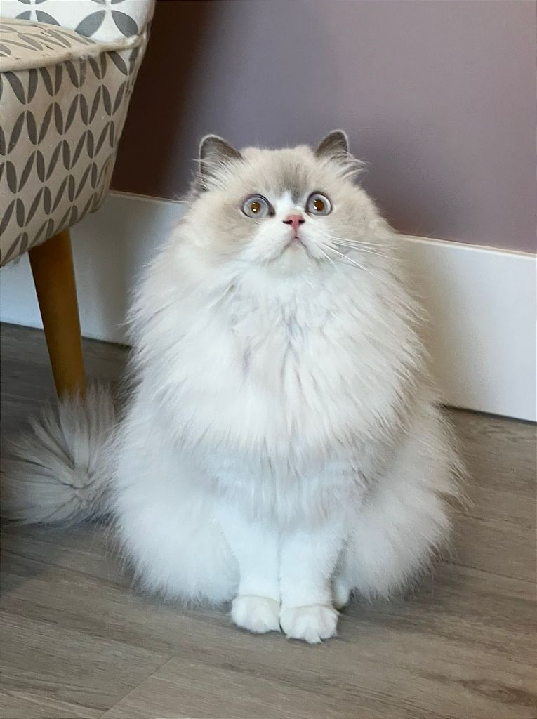 British Shorthair et Longhair - CH. Palace Des Plaines D'Epona