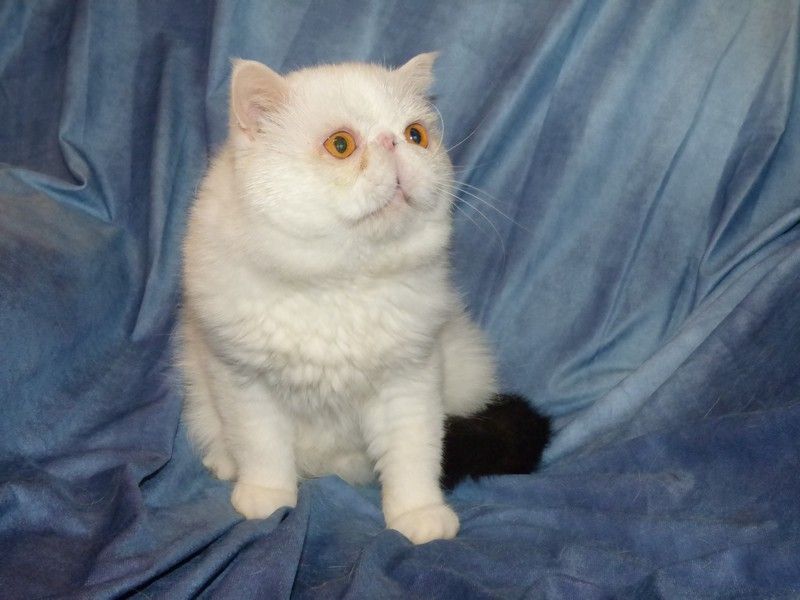 Exotic Shorthair - Phoenix de la vallée rose