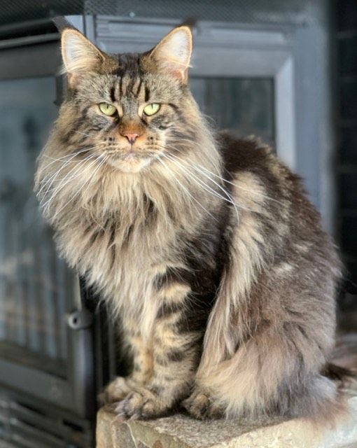 Maine Coon - Nice Girl de sulena de tengri'nor