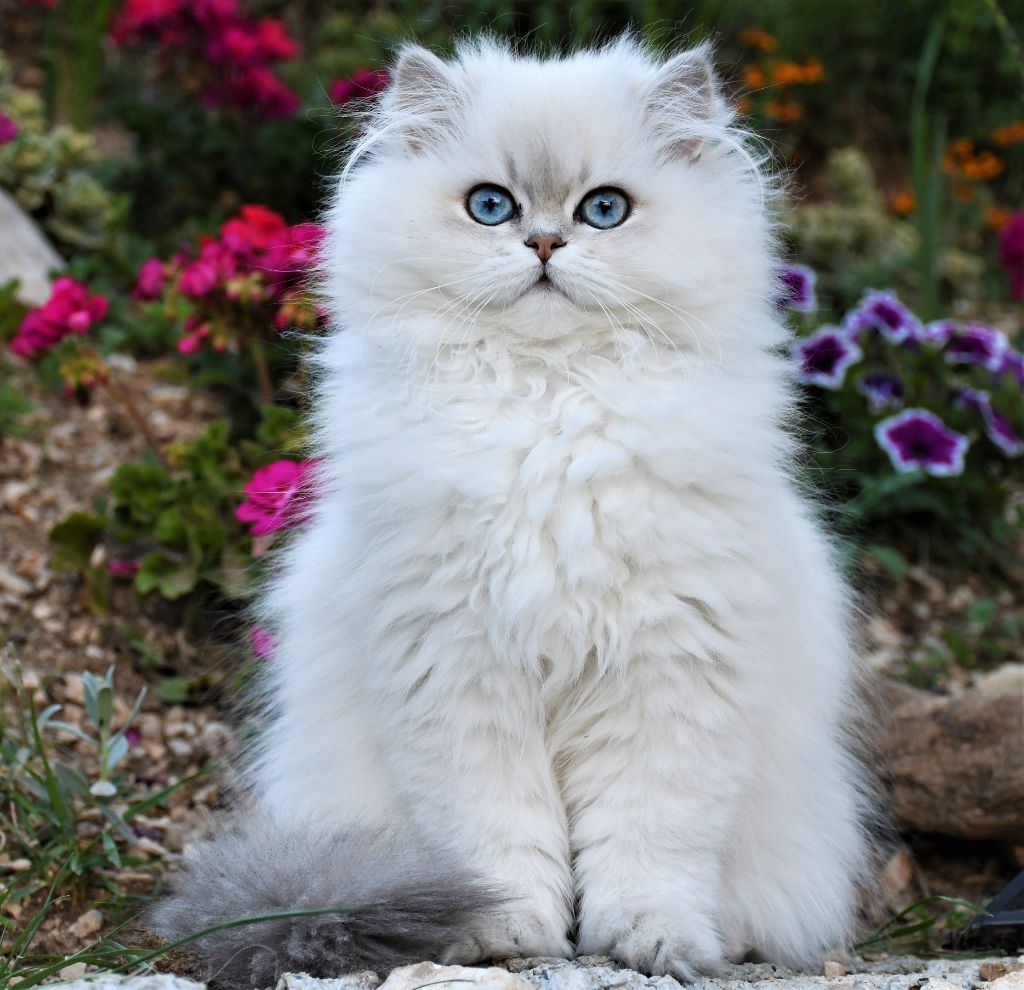 British Shorthair et Longhair - Rose volupte de vis a vis