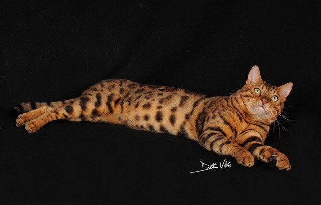 Bengal - mainstreet Brando