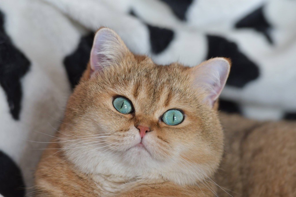 British Shorthair et Longhair - luxury cats Golden flagman