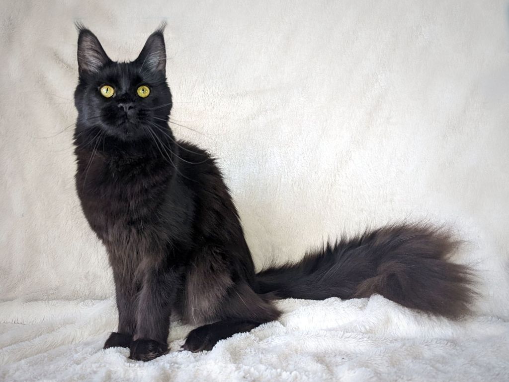 Maine Coon - heart stealer Devil's black delilah