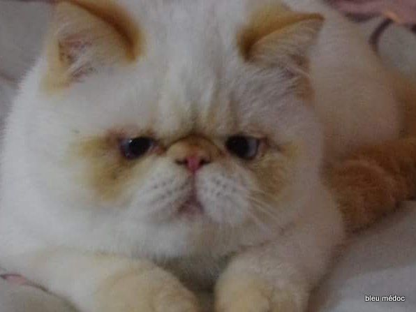 Exotic Shorthair - Shelauria Mirabelle