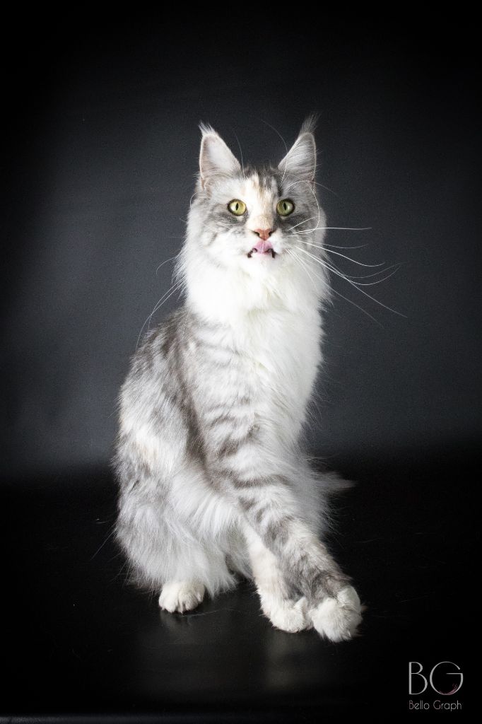 Maine Coon - CH. Nirvana Du Pays D'Alicorne