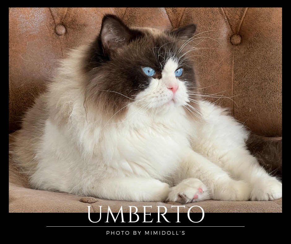 your cat Umberto of Mimidolls