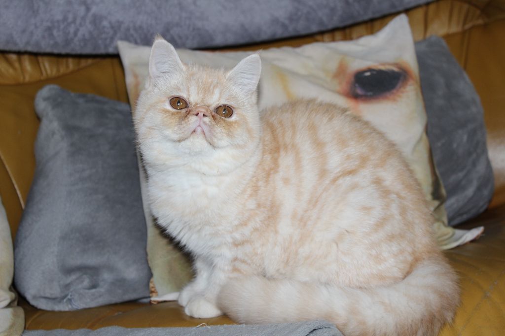 Exotic Shorthair - Rouquine Des Tresors De Caty