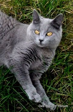 Chartreux - GrÃ¢ce kelly des chats bleus Sans Affixe