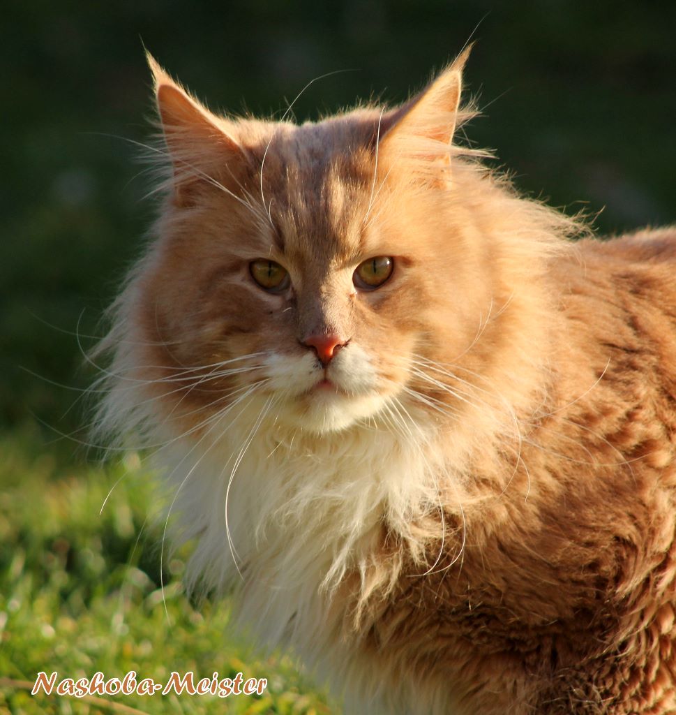 Maine Coon - Nashoba-Meister des Coon's De Tari