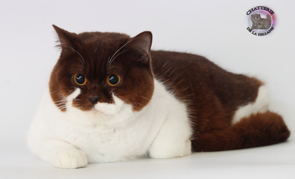 British Shorthair et Longhair - CH. Saucisse De La Hillane