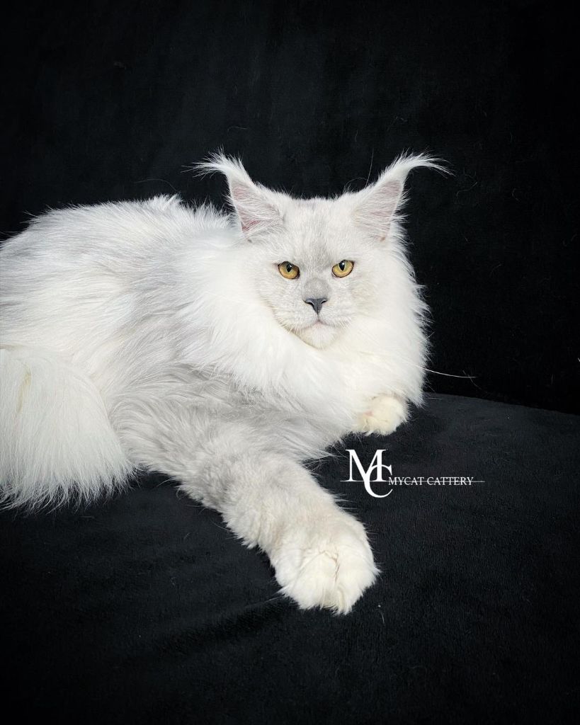 Maine Coon - Emilio von palüt
