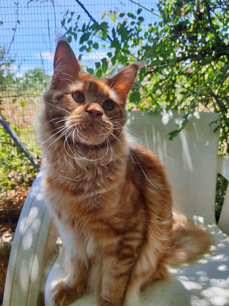 Maine Coon - Samba coon's for you