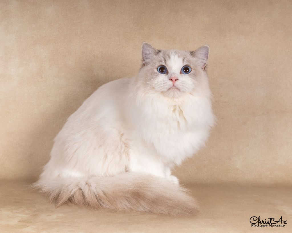 Ragdoll - CH. Samgalie's Adorable romance
