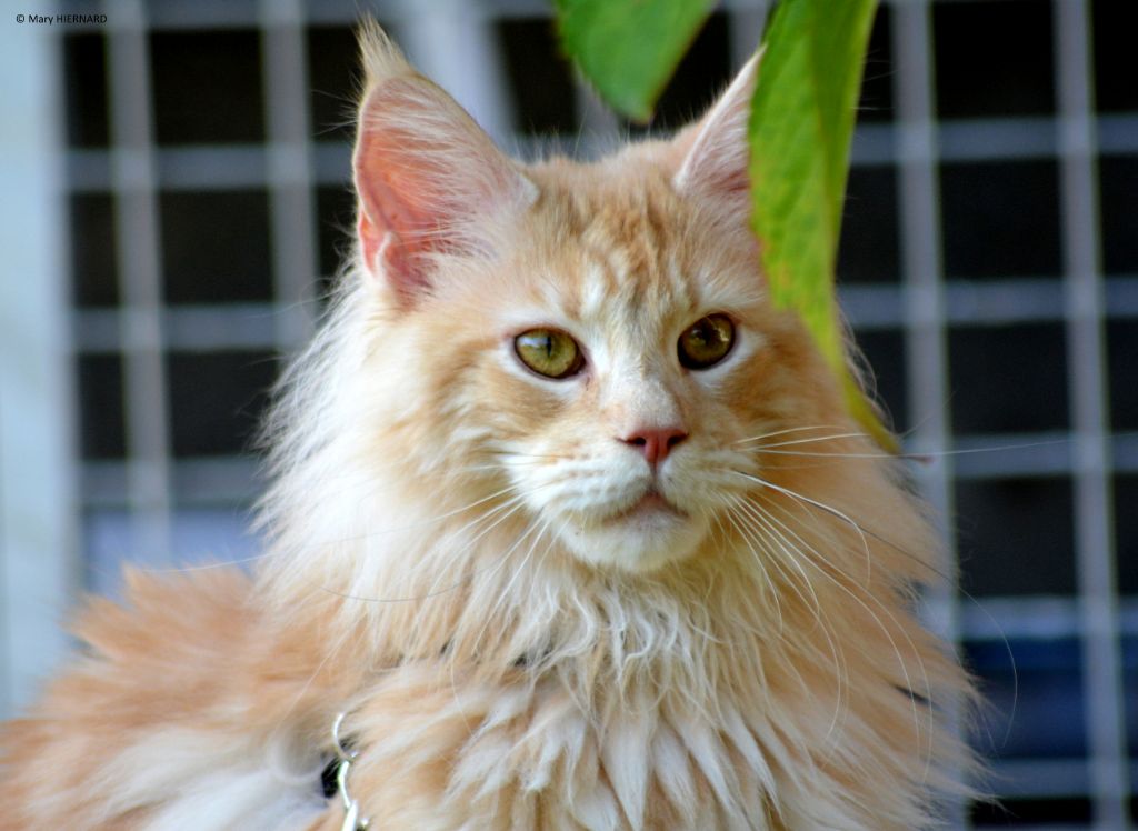 Maine Coon - CH. Samson trotting track