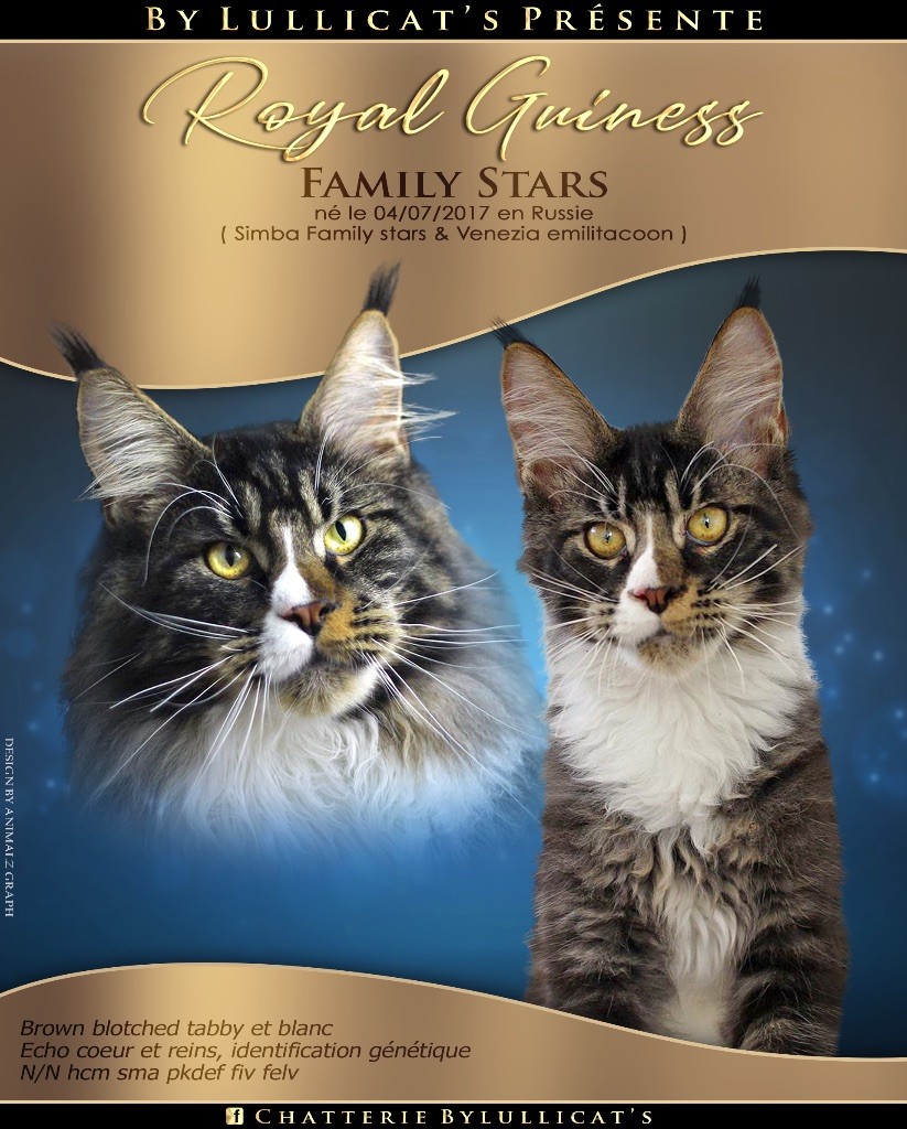Maine Coon - Royal guiness family stars