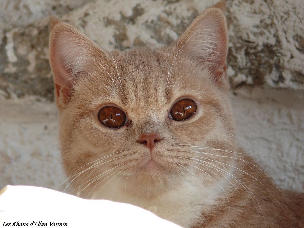 British Shorthair et Longhair - CH. Idromel Du Clos Des Sistres